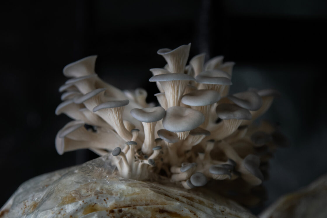 Cultures Mushroom Farm
